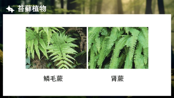 3.1.1 藻类、苔藓和蕨类植物 课件 人教版生物七年级上册(共27张PPT)