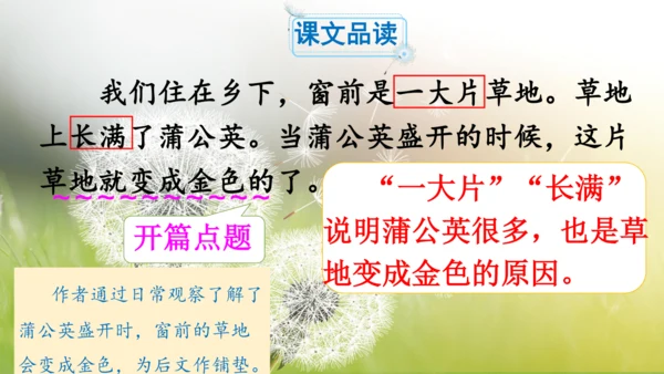 第16课《金色的草地》（第二课时）课件