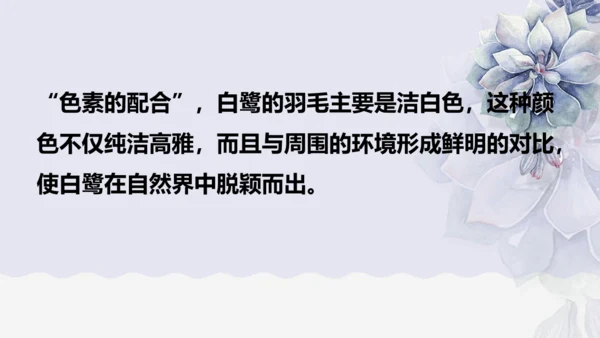 《1 白鹭》课件