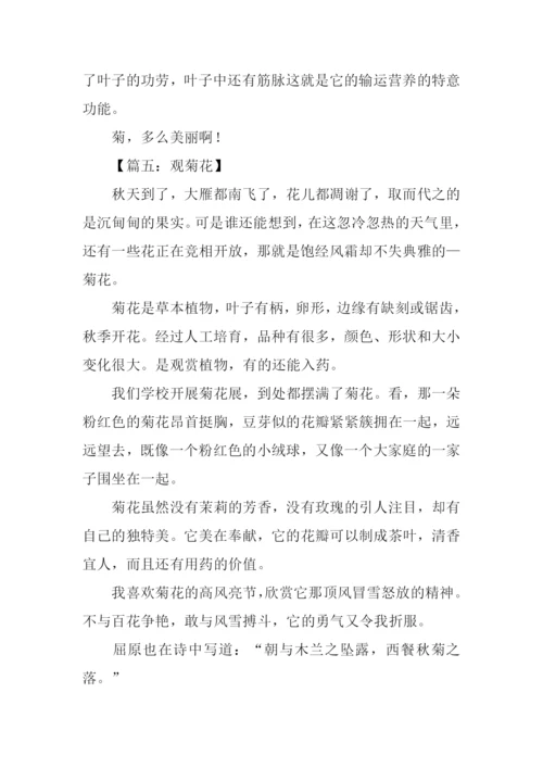 观菊花作文0.docx