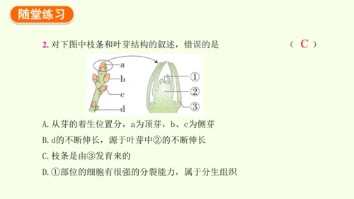 3.1.2植株的生长-七年级生物下学期同步精品课件（2024人教版）(共26张PPT)