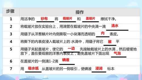 人教版（2024）七年级上册1.2.1 植物细胞 课件(共34张PPT)
