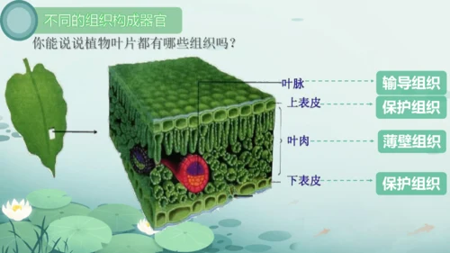 人教版（2024）七年级上册1.3.1植物体的结构层次 课件(共23张PPT)