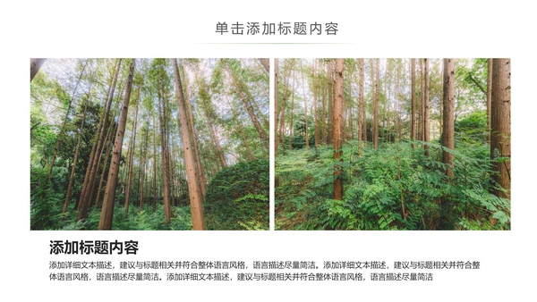 原始森林湿地植树造林森林环保PPT模板