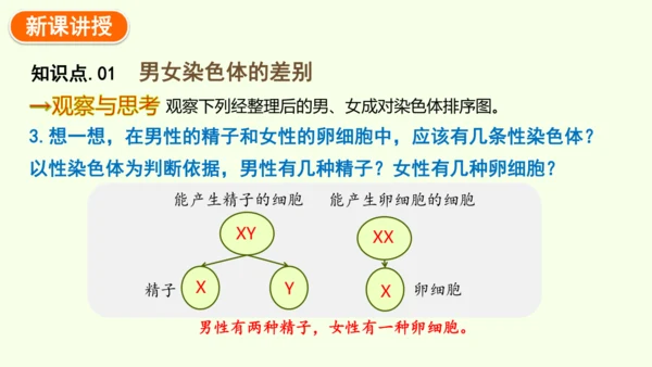 7.2.4人的性别遗传-八年级生物人教版下学期同步精品课件(共28张PPT)