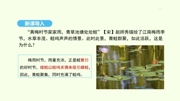 7.1.3两栖动物的生殖和发育课件-人教版生物八年级下册(共29张PPT)