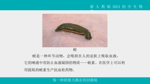 人教版生物七年级上册2.2.1《无脊椎动物》教学课件(共40张PPT)+视频素材