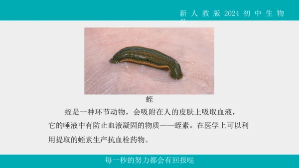 人教版生物七年级上册2.2.1《无脊椎动物》教学课件(共40张PPT)+视频素材
