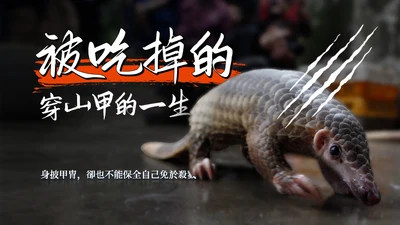 保护野生动物穿山甲通用PPT模板
