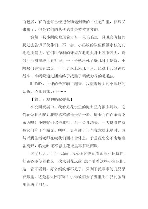 观察蚂蚁搬家的作文.docx