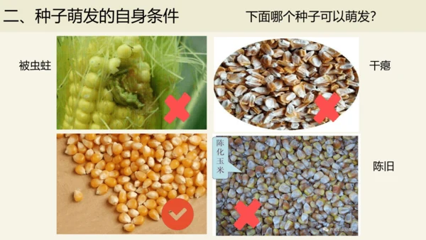 3.2.1 种子的萌发-2023-2024学年七年级生物上册优质课件（人教版）(共28张PPT)