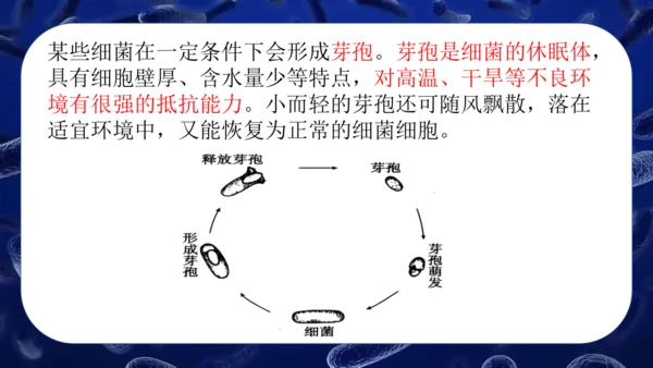 人教版生物七年级上册2.3.2《细菌》课件(共24张PPT)