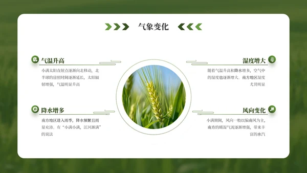 绿色小满节气介绍通用模板