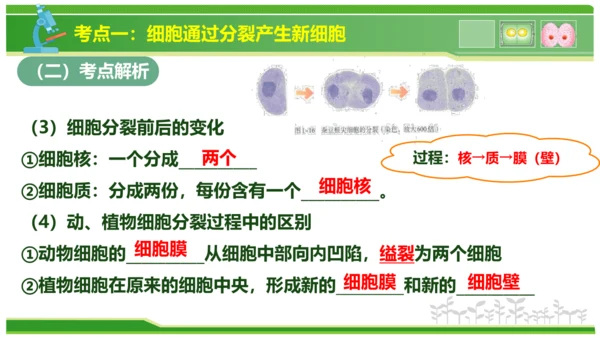 第三章从细胞到生物体（串讲课件）-七年级生物上学期期中考点大串讲（人教版2024）(共40张PPT)