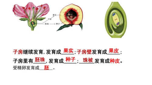 人教版七年级生物上册第三单元第一与二章复习课件(共21张PPT)