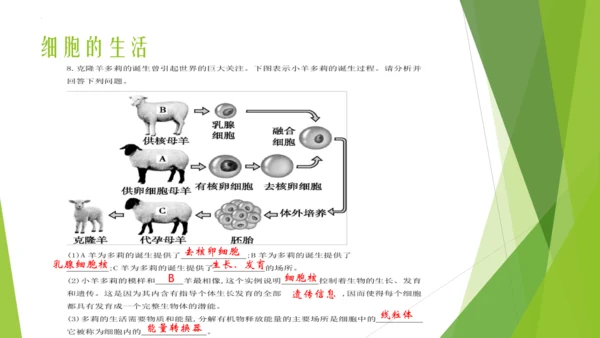 人教版生物七年级上册期中复习课件(共19张PPT)