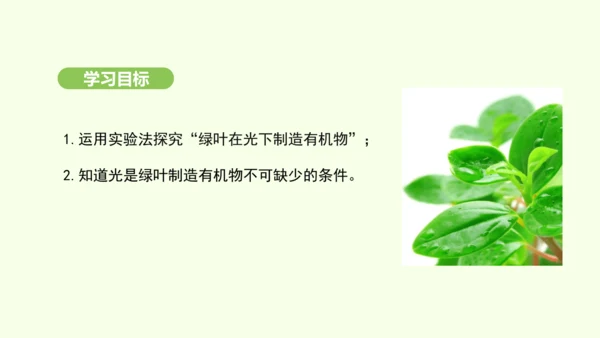 第三单元-第二章-第二节-光合作用-第1课时 绿叶在光下制造有机物课件-2024-2025学年七年级