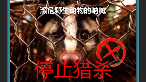 保护野生动物老虎PPT模板