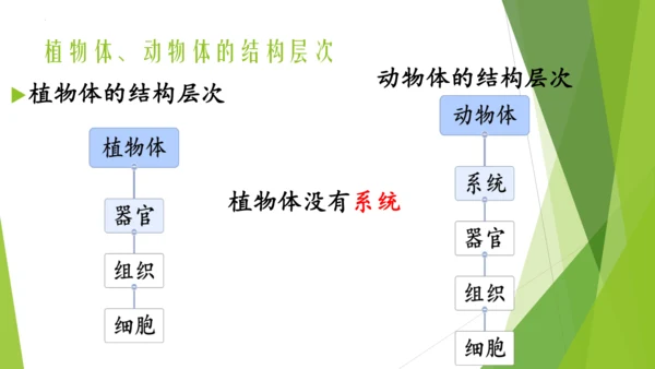 人教版生物七年级上册期中复习课件(共19张PPT)