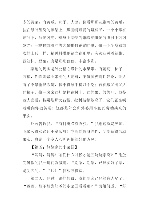 姥姥家的小菜园作文.docx
