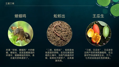 立夏荷叶绿色清新夏天通用PPT模板