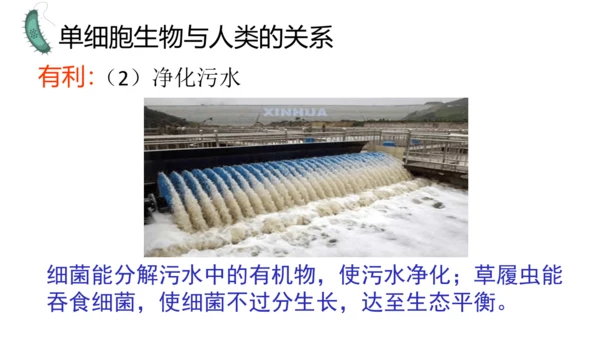 人教版生物七年级上册1.3.4 单细胞生物 教学课件（共22张ppt）+视频素材