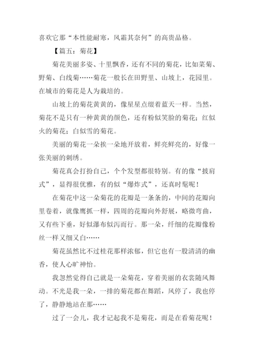 写菊花的作文400字.docx