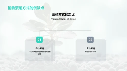 植物的生长过程