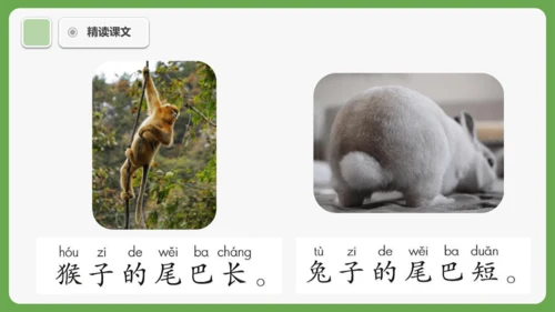 8《比尾巴》课件