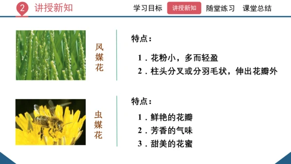 3.2.3  开花和结果  课件-2023-2024学年人教版生物七年级上册(共27张PPT)