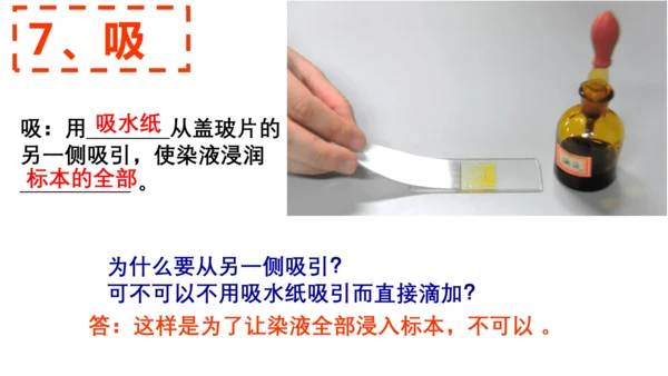 2.1.2 植物细胞（同步课件）-2023-2024学年七年级生物上册同步精品课堂（人教版）(共28