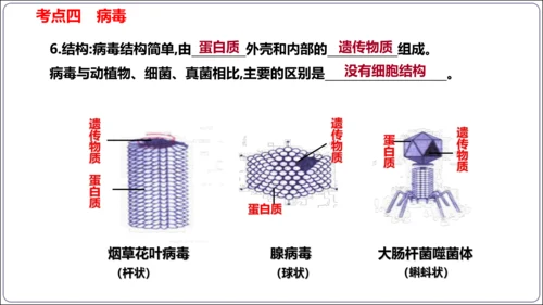 【人教八上生物期中复习考点梳理+临考押题】第四、五章 细菌、真菌和病毒（串讲课件）(共30张PPT)