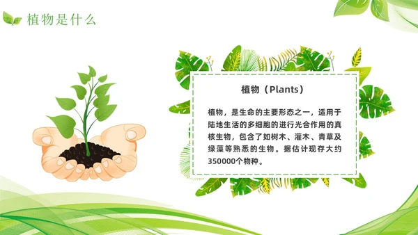 植物介绍简约绿色树叶花卉线条知识科普