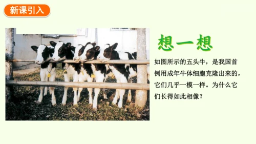 7.2.1基因控制生物的性状-八年级生物人教版下学期同步精品课件(共27张PPT)