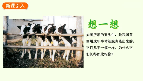 7.2.1基因控制生物的性状-八年级生物人教版下学期同步精品课件(共27张PPT)