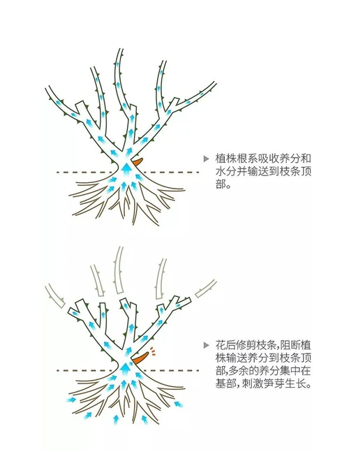 实用月季修剪指南