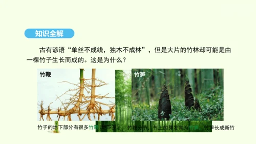 7.1.1植物的生殖课件-人教版生物八年级下册(共33张PPT)