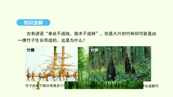 7.1.1植物的生殖课件-人教版生物八年级下册(共33张PPT)
