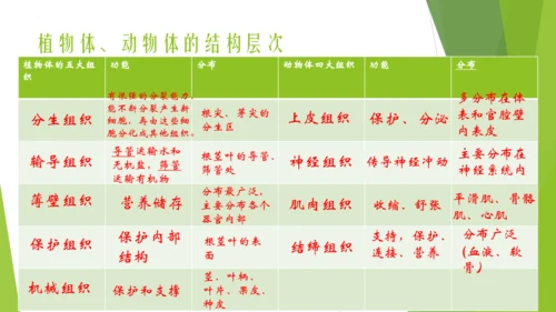 人教版生物七年级上册期中复习课件(共19张PPT)