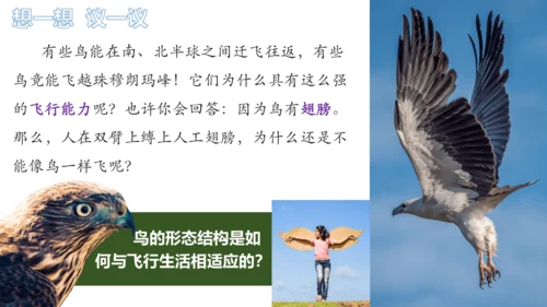 人教版生物八年级上册5.1.6《鸟》课件(共27张PPT)