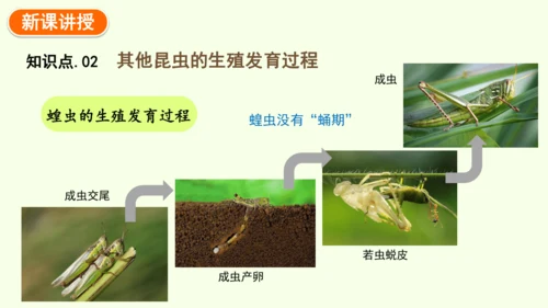 7.1.2昆虫的生殖和发育-八年级生物人教版下学期同步精品课件(共29张PPT)