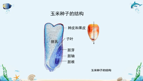 人教版七年级生物上册3.1《生物圈中有哪些绿色植物》复习课件（含25张ppt）