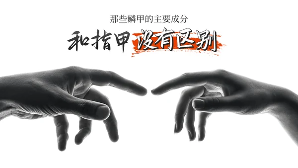保护野生动物穿山甲通用PPT模板