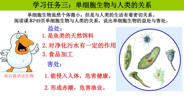 人教版生物七年级上册1.3.4 单细胞生物 教学课件（共22张ppt）+视频素材