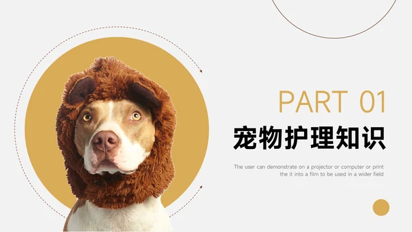 黄色实用宠物健康护理PPT模板