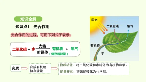 第三单元-第二章-第二节-光合作用-第3课时 光合作用的实质和应用课件-2024-2025学年七年级