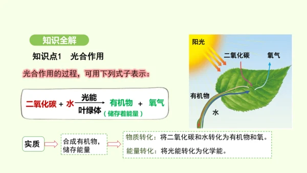 第三单元-第二章-第二节-光合作用-第3课时 光合作用的实质和应用课件-2024-2025学年七年级