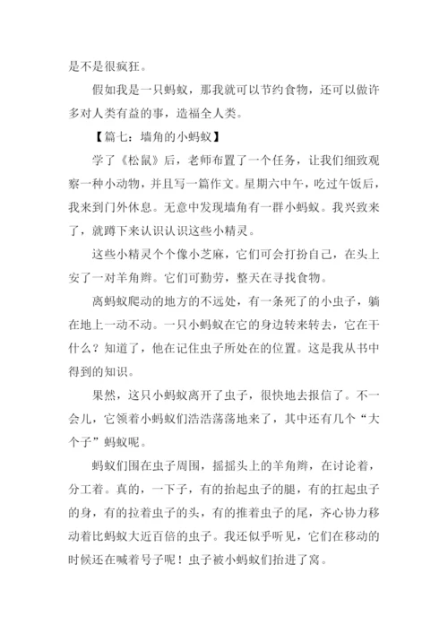 写蚂蚁的作文500字.docx