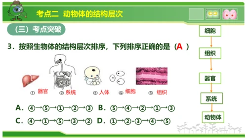 第三章从细胞到生物体（串讲课件）-七年级生物上学期期中考点大串讲（人教版2024）(共40张PPT)