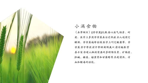 金色麦穗丰收的稻谷小满通用PPT模板